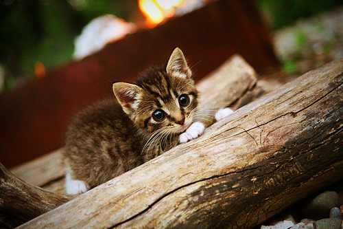 绿茵场上的大师课，里昂迎战哥斯达黎加，莫德里奇以火热状态谱写中场传奇
