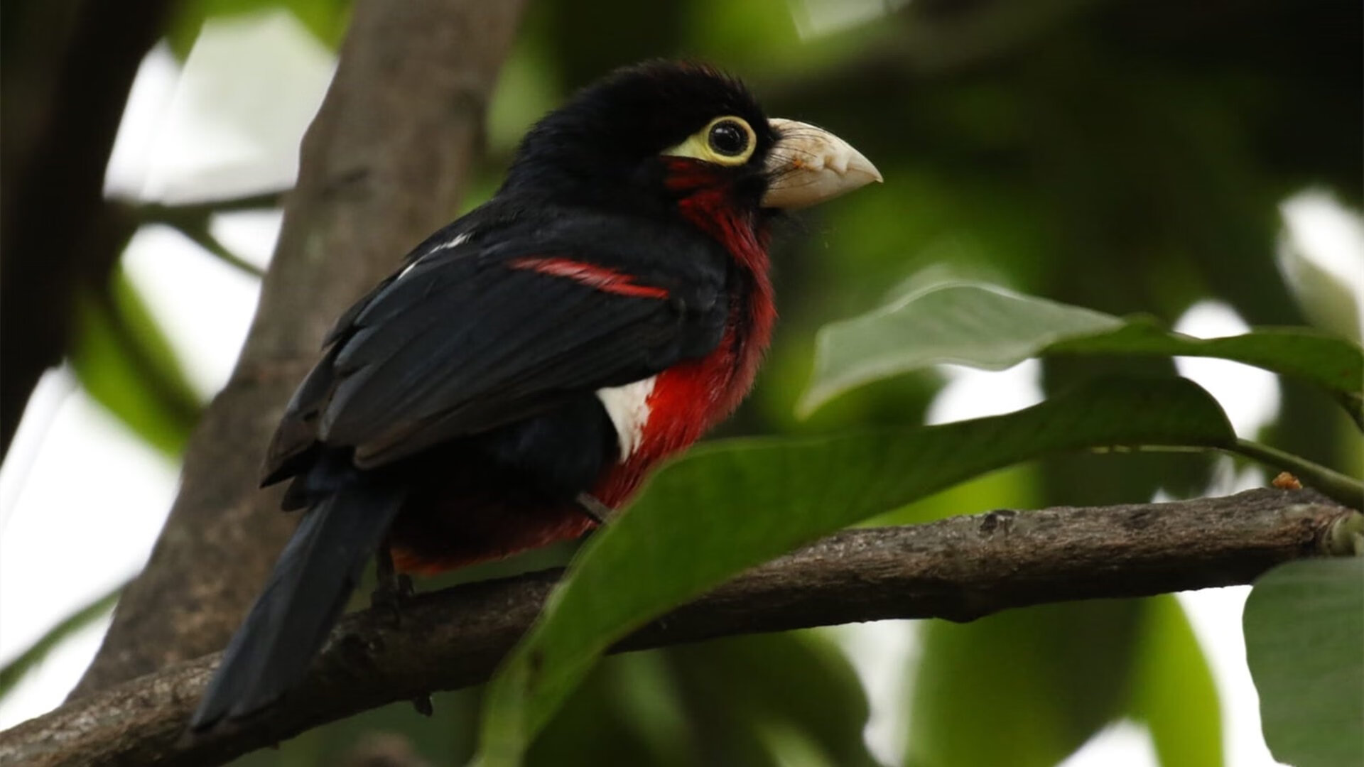 开云体育官网-钢铁洪流吞没金色王朝，小贾伦用统治级数据重写对抗叙事