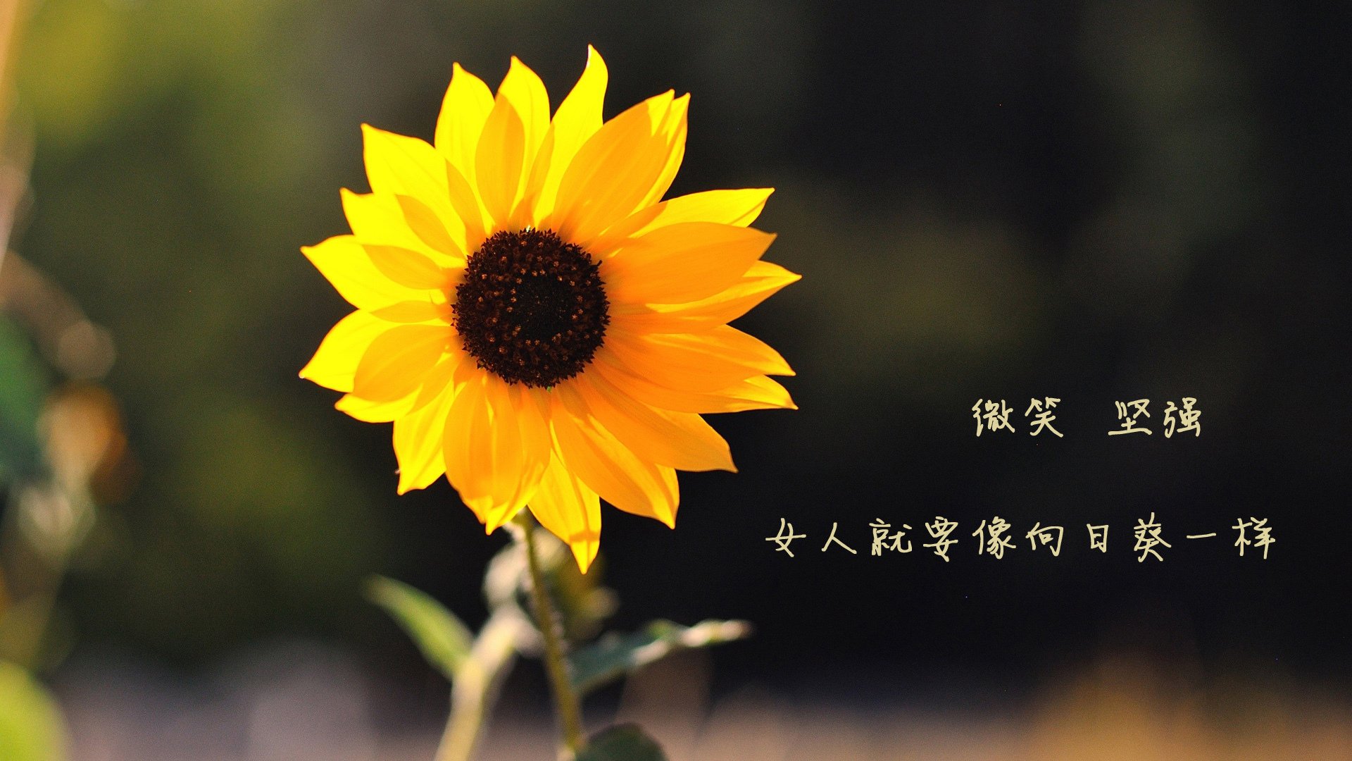 平行宇宙中的错位对决,当约基奇身披奇才战袍对阵马刺