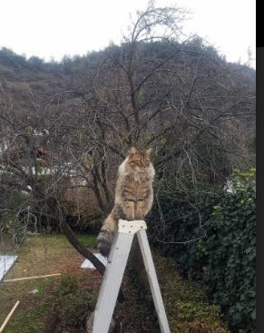 王牌接管时刻南北交相辉映,广东终结广厦悬念,德罗赞化身末节战神