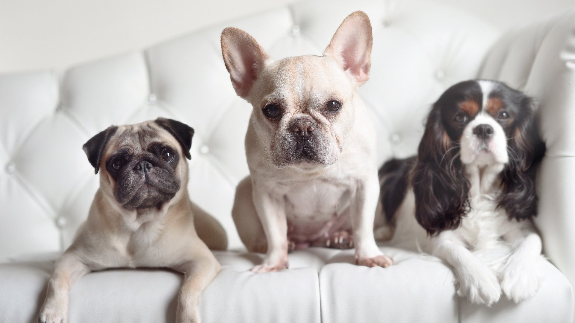 厄德高魔力难救主，里昂风暴冲垮英格兰堡垒