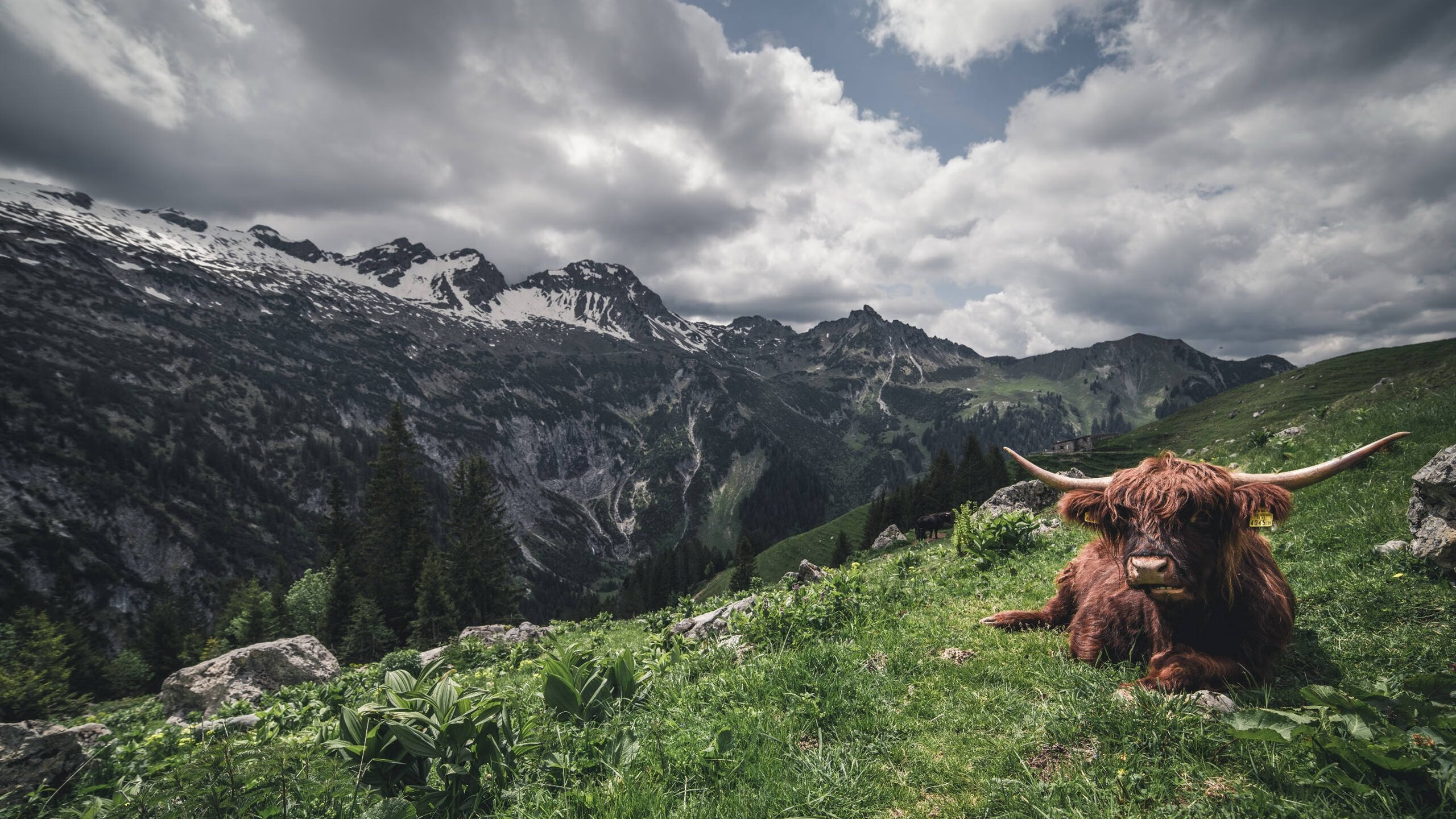 开云体育-风雪中的钢铁防线，门迪的里程碑之夜铸就黄色潜水艇破冰之路