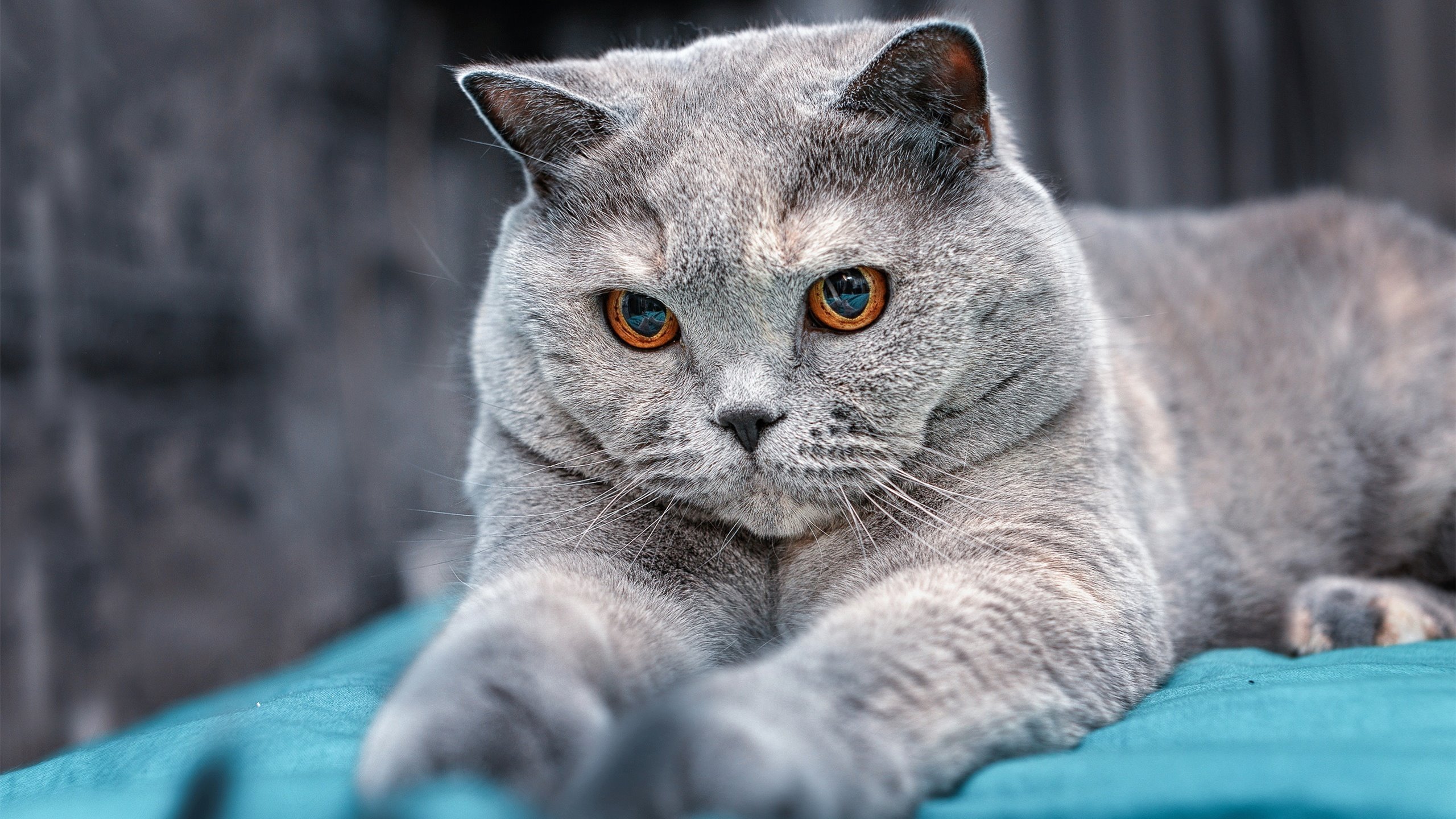 半场射门!世界杯之夜的哈登,用篮球写就绿茵传奇