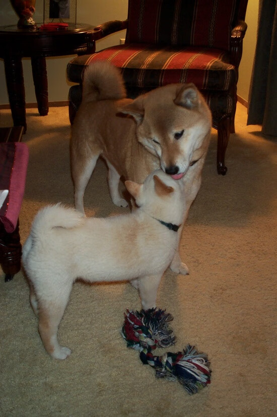 开云sport-数据链永不中断，保罗17助0失误的战术革命，火箭如何用稳定击穿凯尔特人