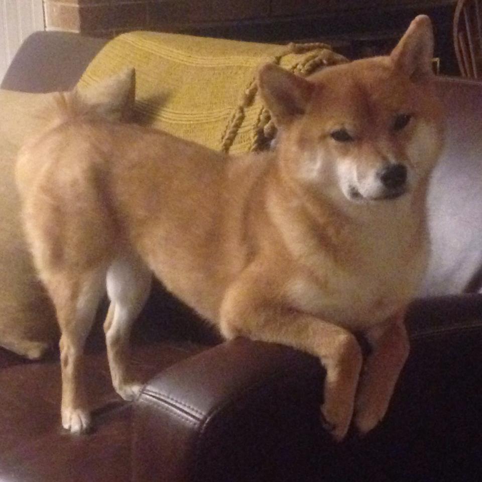 雷恩主场粉碎莱比锡红牛不败金身，若日尼奥一传一射化身关键先生