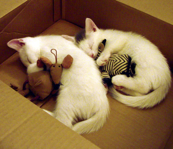 双雄会暗藏王朝更迭密码,库里致命利刃刺穿詹姆斯最后的倔强