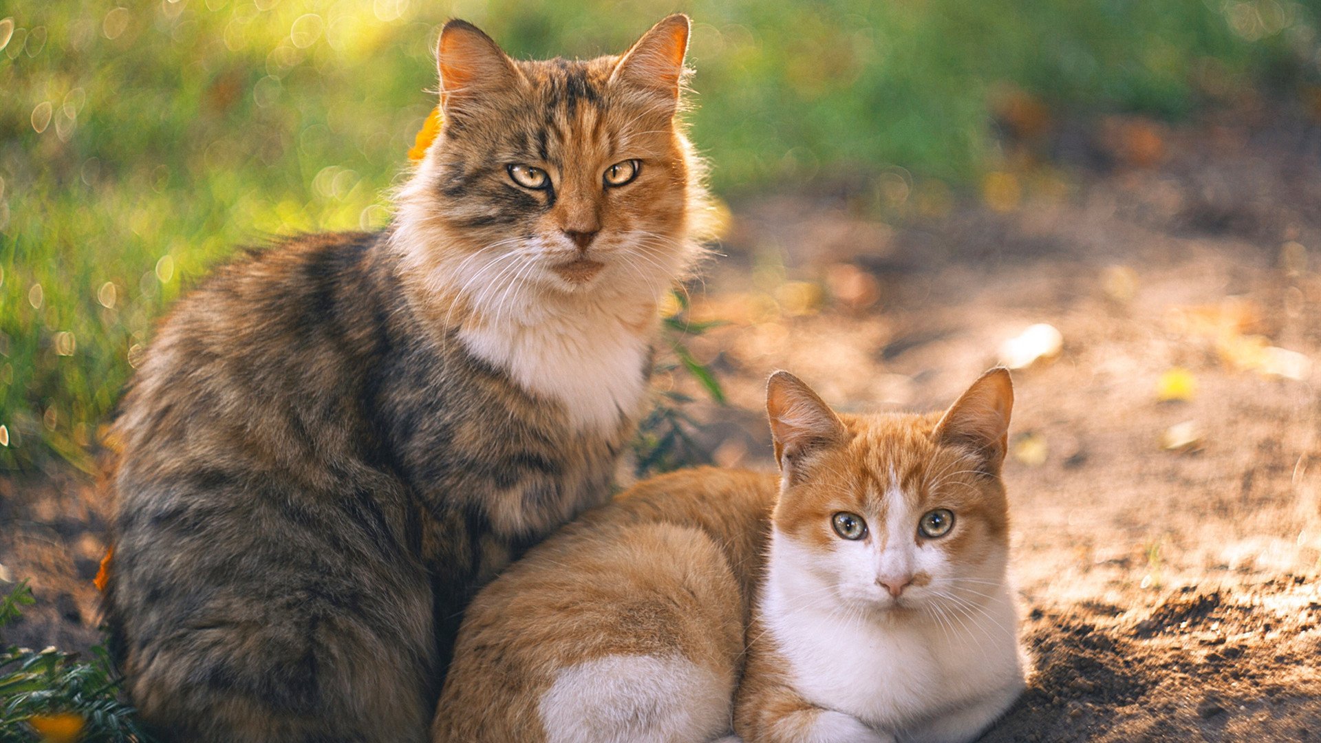 一枚硬币的两面,伦纳德冷血绝杀与老鹰的团队压制哲学