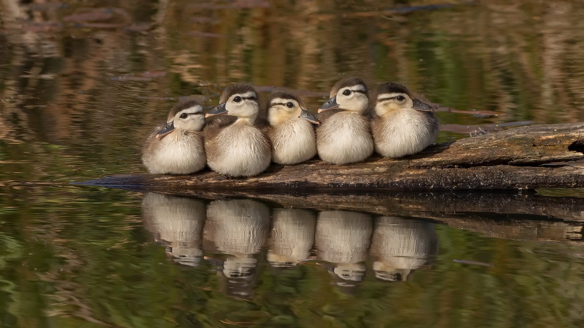 开云体育中国-俱乐部制胜哲学，拉齐奥体系如何在虚拟对决中全面压制英格兰