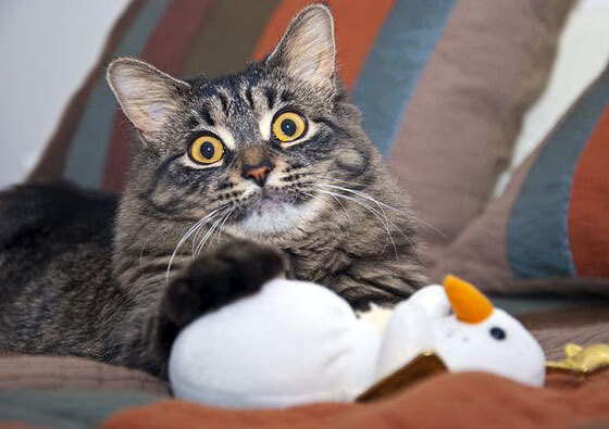 双面神祇,南美闪电与欧洲铁壁,两个赛场上的唯一主宰