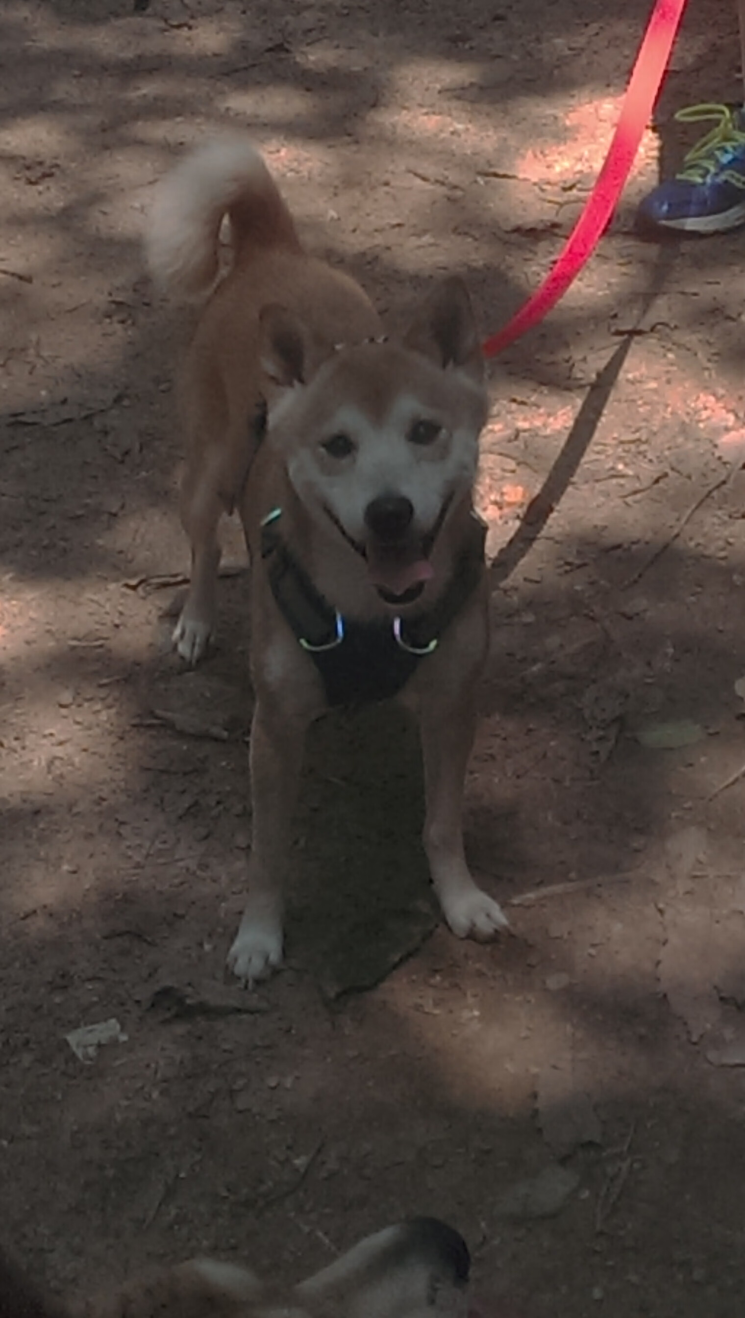 开云体育在线-摩纳哥爆冷踏平阿根廷，维尼修斯闪耀全场成关键先生