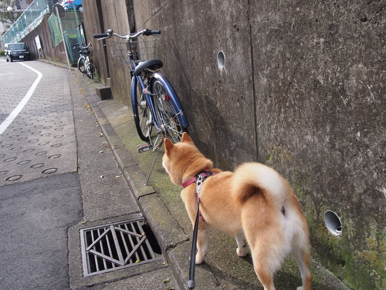 时空折叠的焦点战，当西决生死战魂穿阿尔及利亚狂胜土耳其