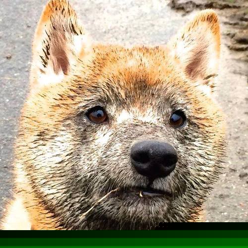 开云体育在线-绝境铁闸，卡瓦哈尔的孤星闪耀与巴斯克雄狮对波兰利刃的窒息绞杀