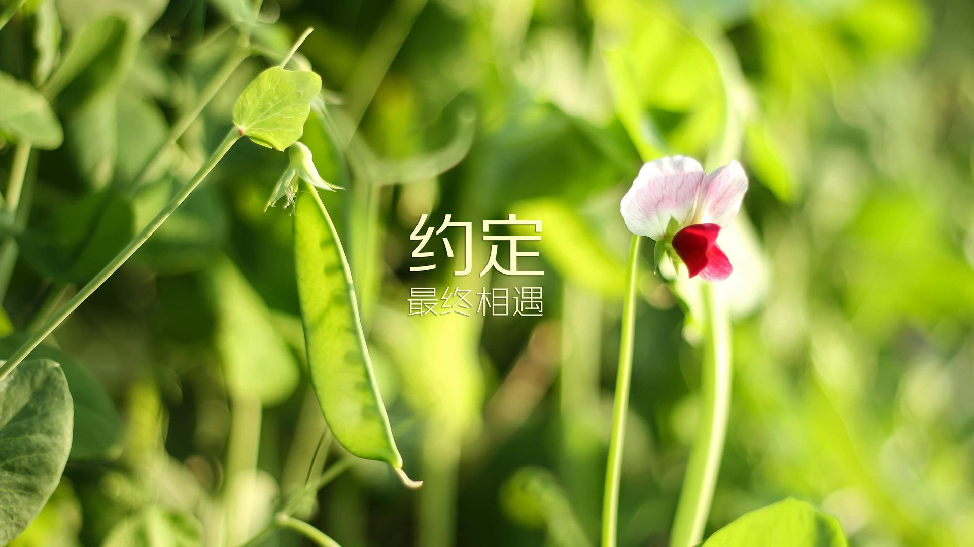 冰原德比,烈焰之心,努涅斯主宰,瑞典横扫芬兰,北欧内战定乾坤